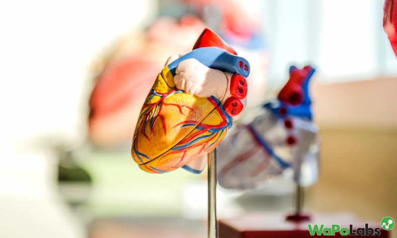 Applications of 3D Printed Organs in the Near Future