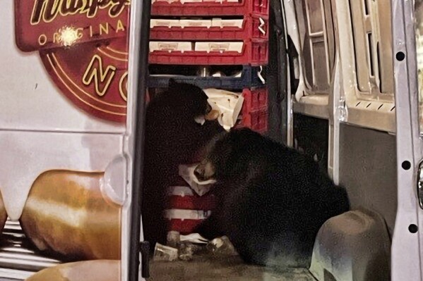 This Tuesday, Sept. 12, 2023 photo provided by Shelly Deano shows two bears getting into a donut truck in Anchorage. Alaska. The bears on an Alaska military base raided the Krispy Kreme doughnut van that was stopped outside a convenience store during its delivery route. The driver usually left his doors open when he stopped at the store but this time a sow and one of her cubs that loiter nearby sauntered inside, where they stayed for probably 20 minutes Tuesday morning, said Shelly Deano, the store manager for Joint Base Elmendorf-Richardson JMM Express. (Shelly Deano via AP)