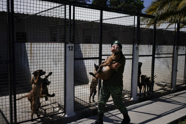 A veterinary soldier carries a Belgian Malinois puppy back to its kennel after a training session to become an Army dog at the Mexican Army and Air Force Canine Production Center in San Miguel de los Jagueyes, Mexico, Tuesday, Sept. 26, 2023. The puppies born here will be sent to military units around the country where they will get specialized instruction, after spending four months here. (AP Photo/Eduardo Verdugo)