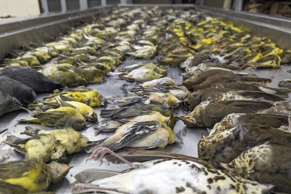 In this image provided by the Chicago Field Museum, the bodies of migrating birds are displayed, Thursday, Oct. 5, 2023, at the Chicago Field Museum, in Chicago. The birds were killed when they flew into the windows of the McCormick Place Lakeside Center, a Chicago exhibition hall, the night of Oct. 4-5. According to the Chicago Audubon Society, nearly 1,000 birds migrating south during the night grew confused by the exhibition center's lights and collided with the building. (Daryl Coldren/Chicago Field Museum via AP)