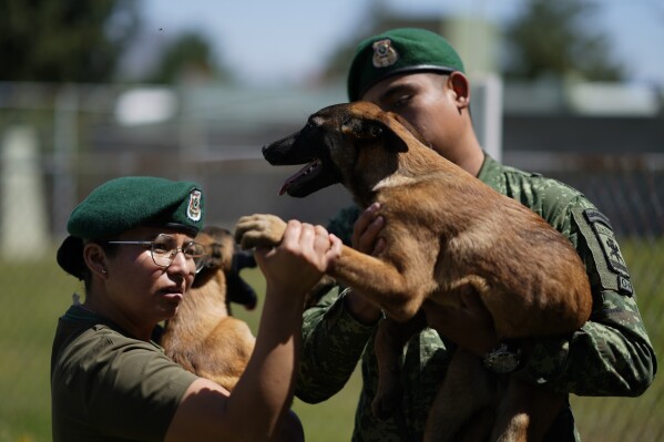 A veterinarian inspects a Belgian Malinois puppy's paw after a training session, to become rescue or detector dog, at the Mexican Army and Air Force Canine Production Center in San Miguel de los Jagueyes, Mexico, Tuesday, Sept. 26, 2023. Precautions here are strict because of a recent canine parvovirus outbreak that sickened some of the puppies. (AP Photo/Eduardo Verdugo)